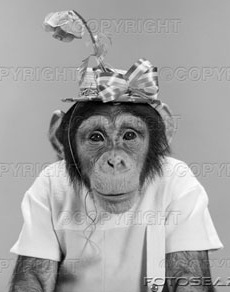 http://sanityfound.files.wordpress.com/2008/07/portrait-monkey-chimpanzee-chimp-wearing-stupid-funny-hat-with-bow-z1576.jpg